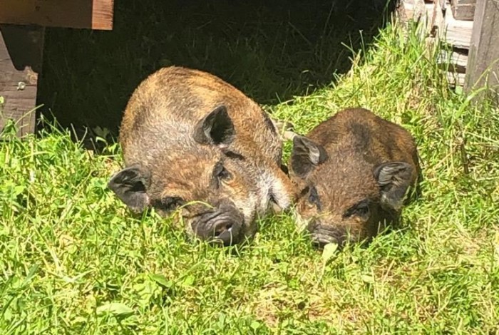 Hängebauchschweine am Wengerhof