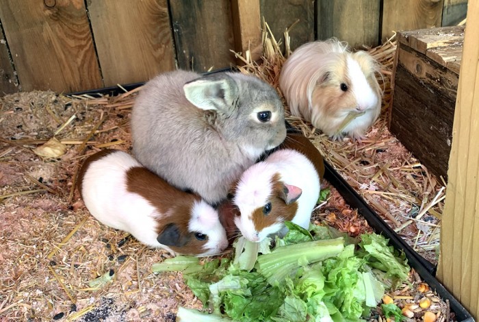 Unsere Hasen und Meerschweinchen