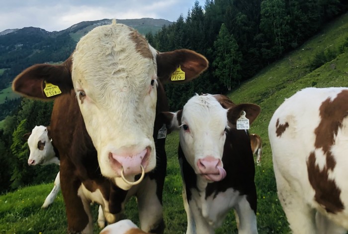 Unsere Kühe im Sommer auf der Wengeralm