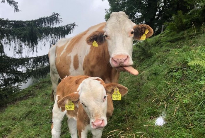 Stolz mit Kalb auf der Wengeralm